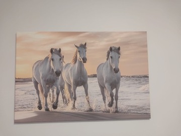 Foto obraz-konie na plaży. 