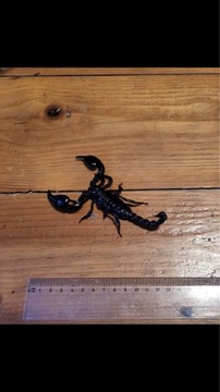 Skorpion Heterometrus cyaneus dorosły samiec