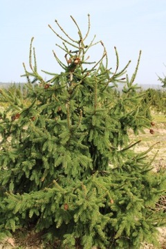 Świerk pospolity Picea abies ,Acrocona’ 150-170cm