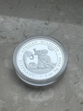 Moneta srebrna Słoń Somalijski 2024