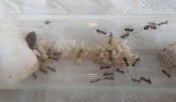 10 koloni Lasius Niger 