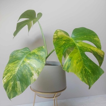 Monstera Aurea Marmorata