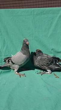 Gołębie pocztowe z rodowadami hod. Wieslaw Kurek