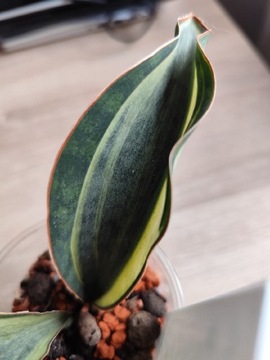  Sansevieria Masoniana White kolekcjonerska 