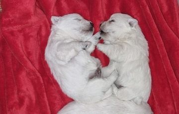 West Highland White Terrier- szczeniaki