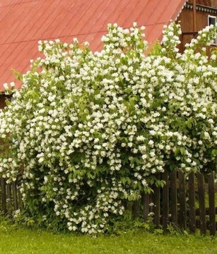 Jaśminiowiec sadzonka młoda