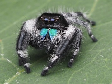 Skakun Królewski Phidippus regius 'everglades' L4