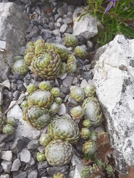 Rojnik Sempervivum 'Snow Baby'