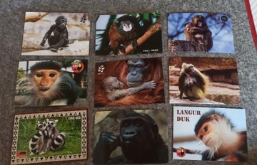pocztówki z tematyką małp