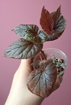 Begonia    u062 