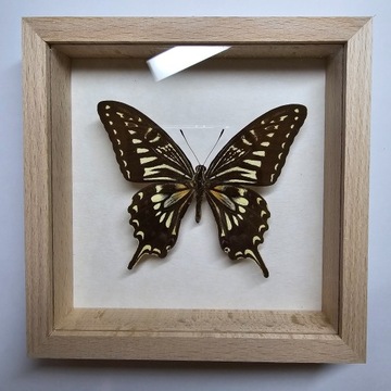 Motyl w gablotce Papilio Xuthus