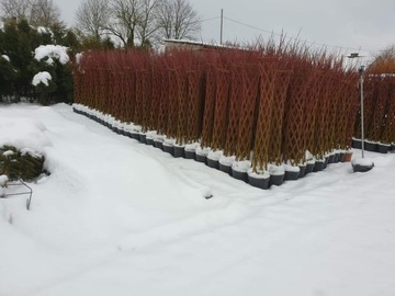 Wierzba pleciona salix 160-180 cm 45 zł