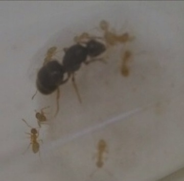 Lasius flavus ZŁOTE MRÓWKI kolonia FILM!