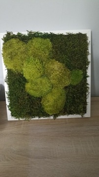 Obraz z mchu, mech w ramce Moss Decor 