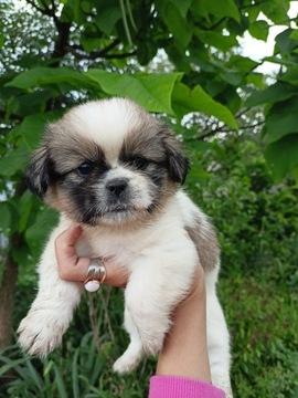 Pieski shih tzu 