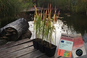 Imperata cylindryczna 'Red Baron'- Pakiet 10 sztuk