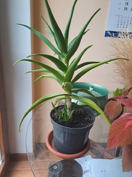 Aloes zwyczajny aloe vera