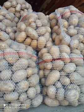 Ziemniaki jadalne catania 1000kg
