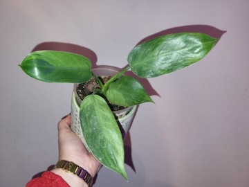 Philodendron Jose Buono