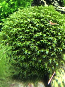 Fissidens fontanus Phoenix moss 