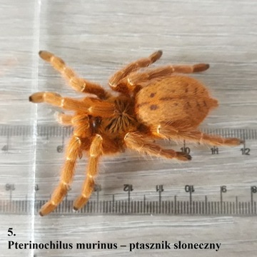 Ptasznik, Pterinochilus Murinus, ptasznik słoneczny, 4DC, L9