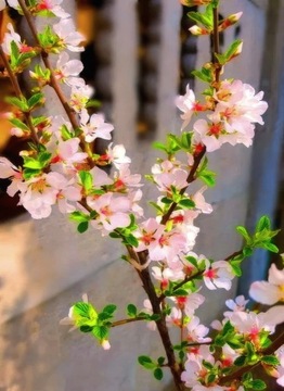 Wiśnia kosmata Prunus tomentosa 60 cm