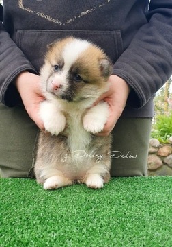 Welsh Corgi Pembroke (FCI)  krótki ogonek