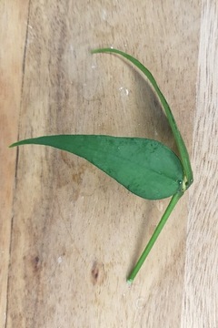 Hoya sp. Vietnam (polyneura complex) - cięta sadzonka