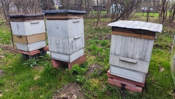 Pszczoły - likwidacja pasieki