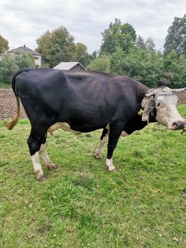 Krowa mleczna 4 - letnia 