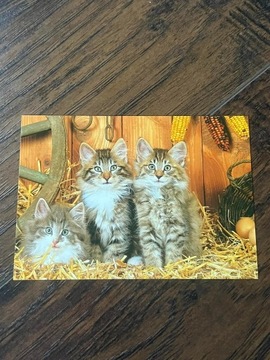 Pocztówka obrazek cute słodki koty cat