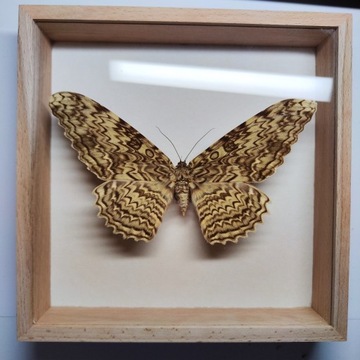 Motyl w gablotce Thysania Agrippina 