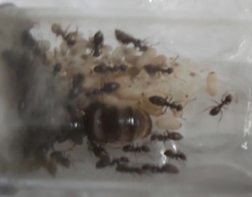 Lasius Niger kolonia mrówek plus akcesoria i miód