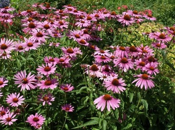 Jeżówka purpurowa Echinacea purpurea 200 n/2023