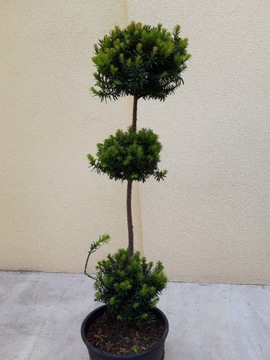 Cis formowany na bonsai 70-180 cm