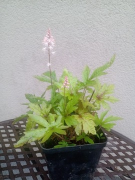 TIARELLA SPRING SYMPHONY TIARELLA  P9