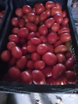 Pomidor gruntowy 