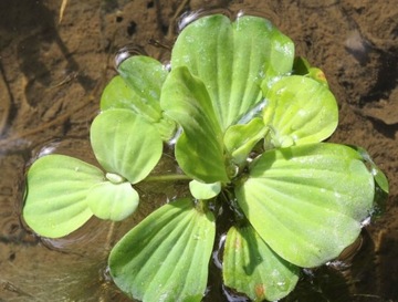 Pistia sałata wodna oczko wodne akwen akwarium 