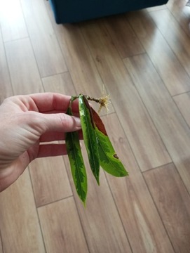 Ficus binnendijkii amstel green gold