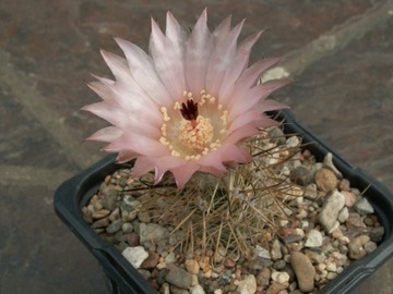 Austrocactus sp. SAR 12611  - 10 nasion