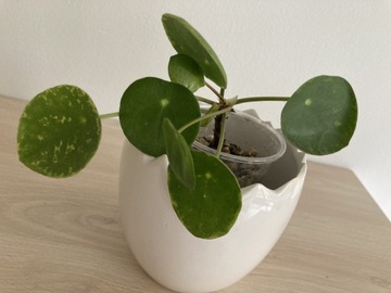 Pilea Pieniążek być może White Splash