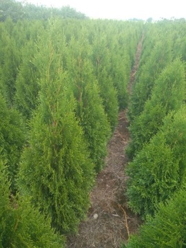 Thuja Szmaragd 100cm 