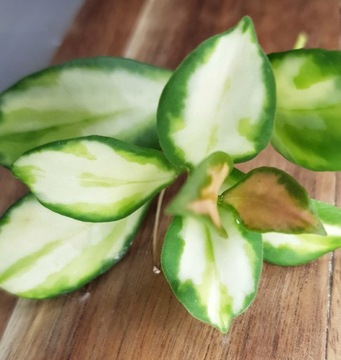 Hoya heuschkeliana variegata - cięta sadzonka