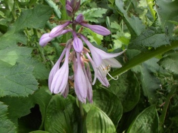 Funkia hosta sadzonka