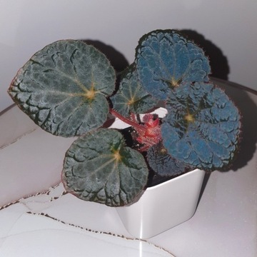 Begonia Xanthina var. Lazuli - kolekcjonerska