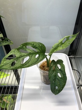 Monstera Adansonii Mint roślina kolekcjonerska