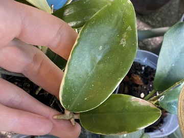 Hoya acuta albomarginata hoja