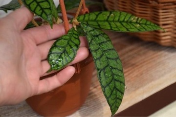 Hoya callistophylla short leaves