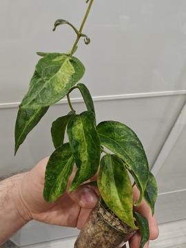 Hoya Dennisii Frida