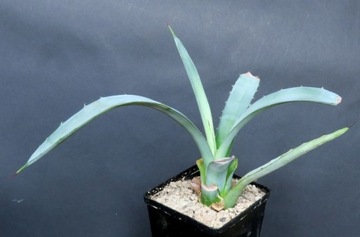 Kaktusy! - Agave macroacantha - RARYTAS!